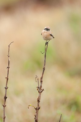 BUITEN BEELD Foto: 108114