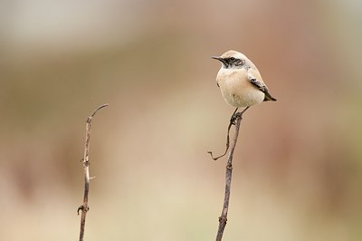 BUITEN BEELD Foto: 108116