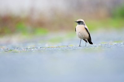 BUITEN BEELD Foto: 108118