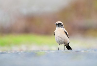 BUITEN BEELD Foto: 108121