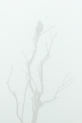 BUITEN BEELD Foto: 108126