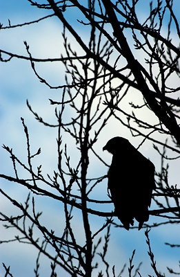 BUITEN BEELD Foto: 108127