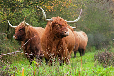 BUITEN BEELD Foto: 108138