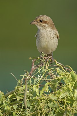 BUITEN BEELD Foto: 108250