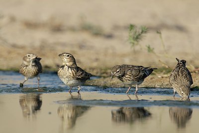 BUITEN BEELD Foto: 108281