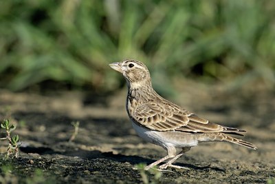 BUITEN BEELD Foto: 108284