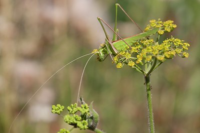 BUITEN BEELD Foto: 108298
