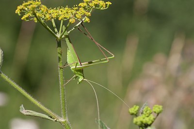 BUITEN BEELD Foto: 108300