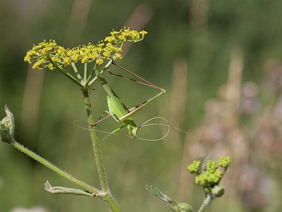 BUITEN BEELD Foto: 108301