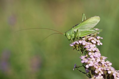 BUITEN BEELD Foto: 108306