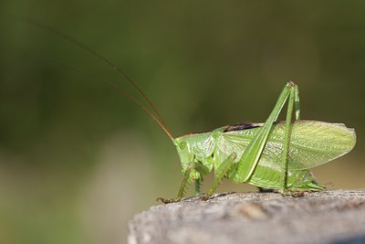 BUITEN BEELD Foto: 108307