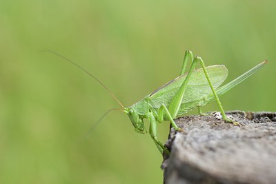 BUITEN BEELD Foto: 108308