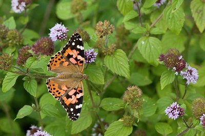 BUITEN BEELD Foto: 108374