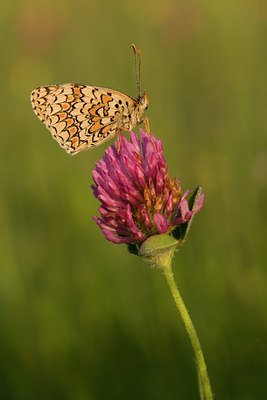 BUITEN BEELD Foto: 108398