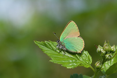 BUITEN BEELD Foto: 108405