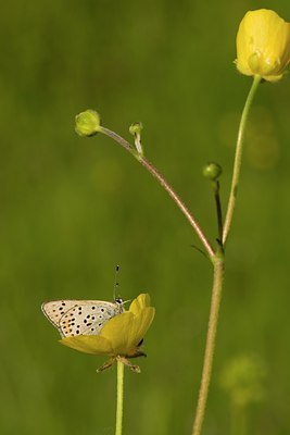 BUITEN BEELD Foto: 108417