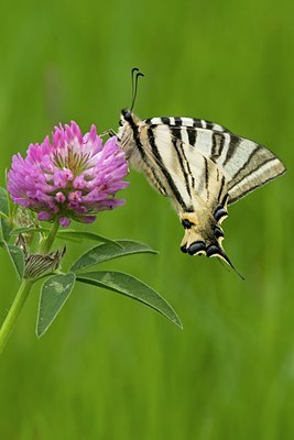 BUITEN BEELD Foto: 108419