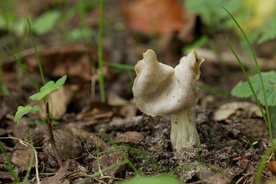 BUITEN BEELD Foto: 108422