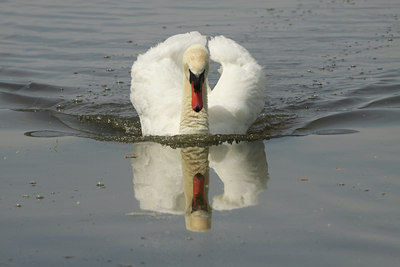 BUITEN BEELD Foto: 108427