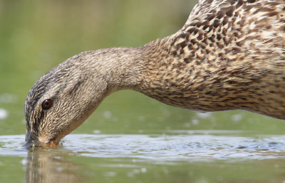 BUITEN BEELD Foto: 108430