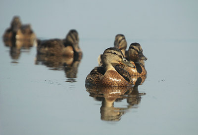 BUITEN BEELD Foto: 108431