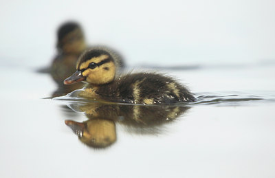 BUITEN BEELD Foto: 108432