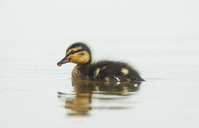 BUITEN BEELD Foto: 108435