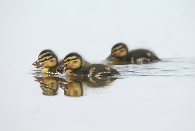 BUITEN BEELD Foto: 108437