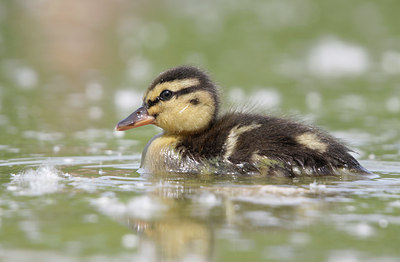 BUITEN BEELD Foto: 108441