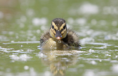 BUITEN BEELD Foto: 108442