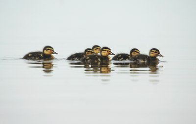 BUITEN BEELD Foto: 108444