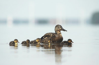 BUITEN BEELD Foto: 108445