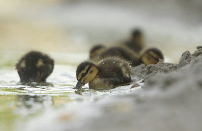 BUITEN BEELD Foto: 108447