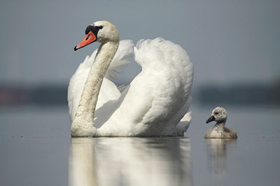 BUITEN BEELD Foto: 108453