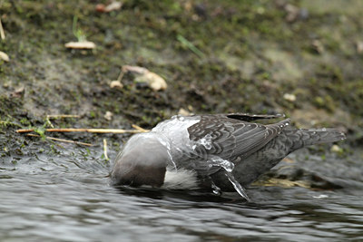 BUITEN BEELD Foto: 108458