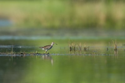 BUITEN BEELD Foto: 108464