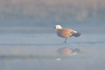 BUITEN BEELD Foto: 108465