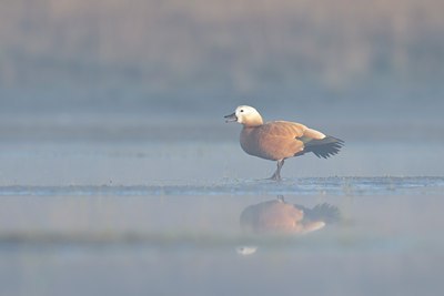 BUITEN BEELD Foto: 108465