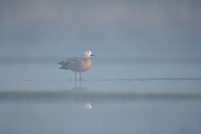 BUITEN BEELD Foto: 108468