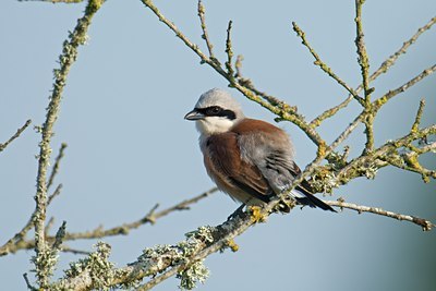 BUITEN BEELD Foto: 108469