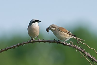 BUITEN BEELD Foto: 108470