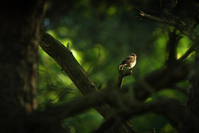 BUITEN BEELD Foto: 108483