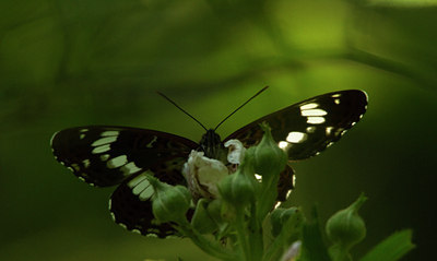 BUITEN BEELD Foto: 108489