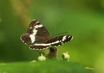 BUITEN BEELD Foto: 108493