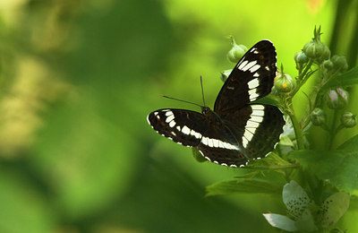 BUITEN BEELD Foto: 108495