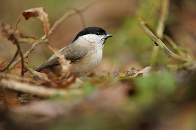 BUITEN BEELD Foto: 108502