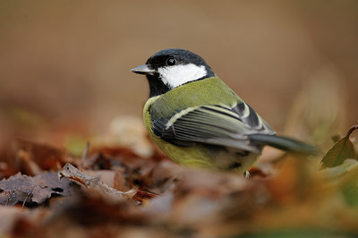BUITEN BEELD Foto: 108503