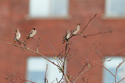 BUITEN BEELD Foto: 108513