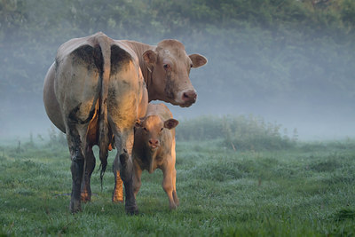 BUITEN BEELD Foto: 108539