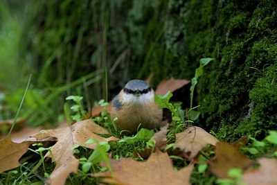 BUITEN BEELD Foto: 108540